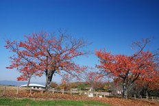 馬見花苑の紅葉