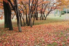 柿の木広場の散紅葉