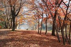 柿の木広場の散紅葉