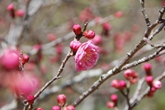 ウメが開花