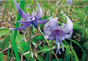 カタクリの花