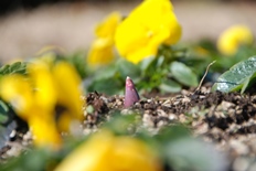 チューリップの芽