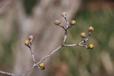 サンシュユの花芽