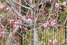 梅の開花がなかなか進みません