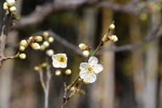 白梅も咲き始めました