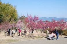 梅林は5分咲きです