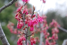 寒緋桜が咲き始めました