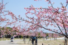 カワヅザクラが4分咲きです。
