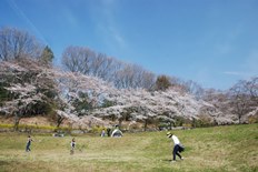 だんだん広場の桜