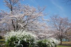 陽だまり広場の桜