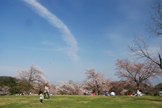 集いの丘の桜