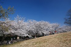 古墳の丘の桜