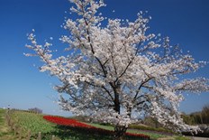 馬見花苑の桜とチューリップ