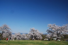 集いの丘の桜