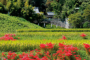 彼岸花の咲く美しい田園風景