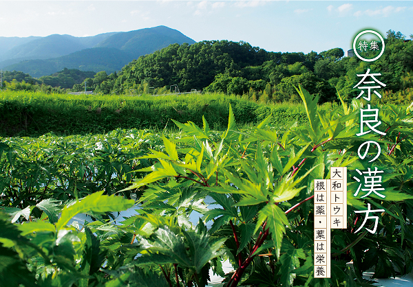 特集　奈良の漢方　大和トウキ　根は薬・葉は栄養