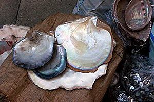 原料となる貝は赤道直下の海域などで採取されます。