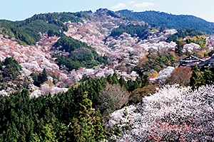 吉水神社から見る吉野山の滝桜