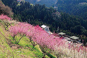 梅の里山まつり