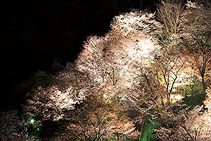 桜まつり(ライトアップ)