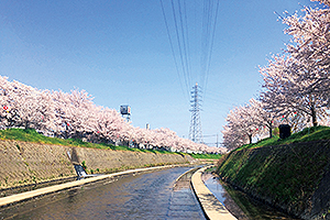 あんど桜まつり 夢あかり(安燈会)