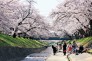 高田千本桜