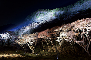 屏風岩公苑山桜ライトアップ