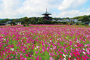 東側から見た法起寺