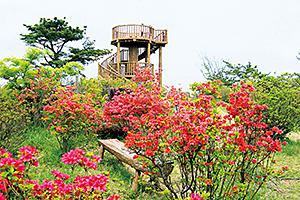 つつじが咲く神野山山頂（5月頃）