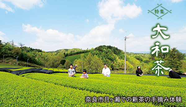 特集　大和茶