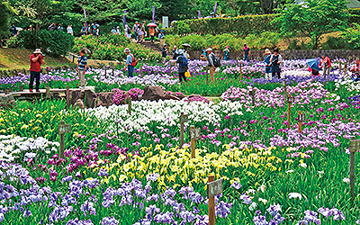 馬見花菖蒲まつり