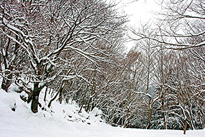 雪