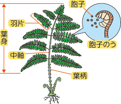 シダ植物