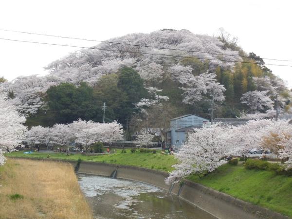 三室山のソメイヨシノ