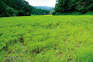 イノシシによる踏み荒らし