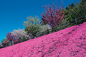 芝桜