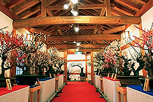 第17回 大和郡山 盆梅(ぼんばい)展
