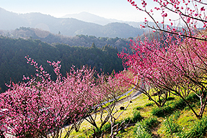 梅の里山まつり