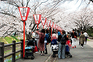 高田千本桜