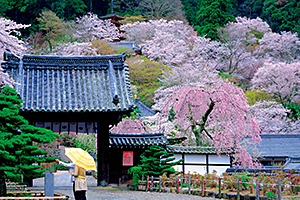 長谷寺の桜