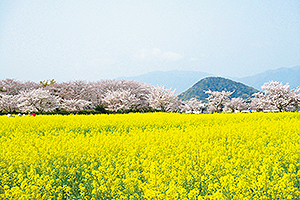 藤原宮跡