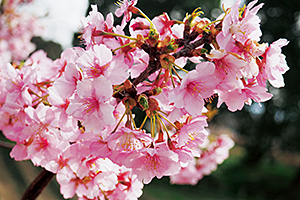 県営馬見丘陵公園「梅と桜の花回廊」