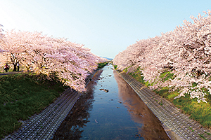高田川沿いの桜並木