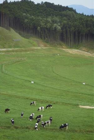 放牧中の牛たち