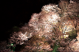 桜まつり(ライトアップ)