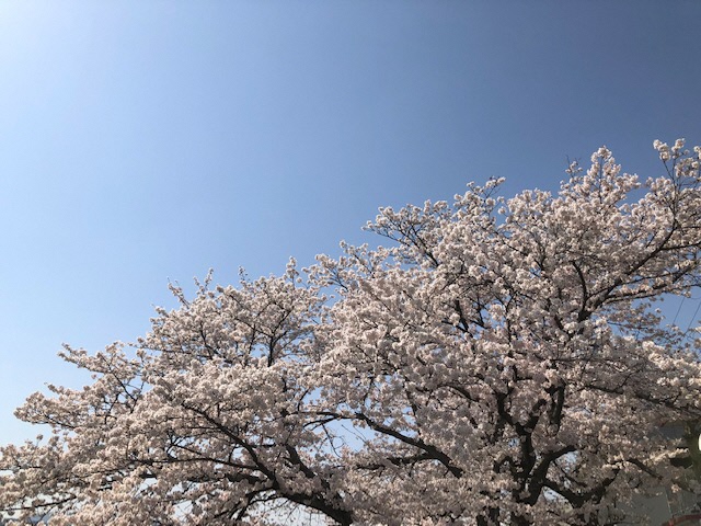 さくら