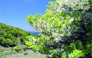 三峰山（みうねやま）に白ツツジのシーズン到来!