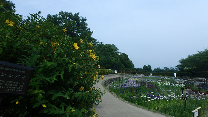 菖蒲園