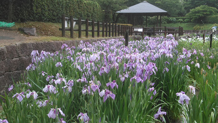 菖蒲園