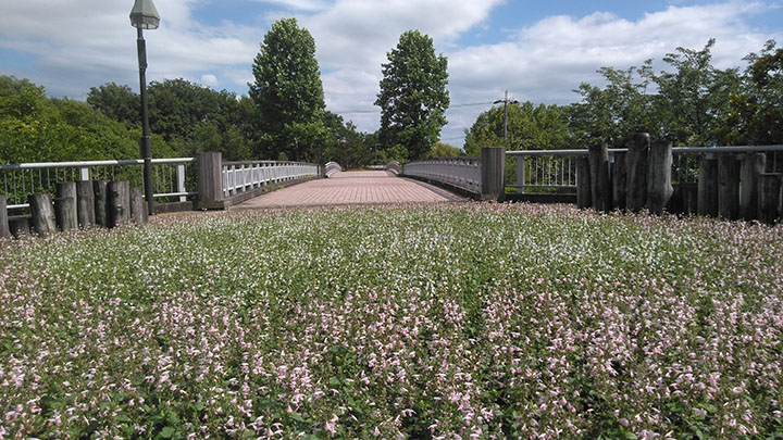 タダオシ橋